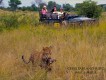 1303180552 - 000 - southafrica kruger malamala cheetah